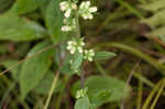 White goldenrod